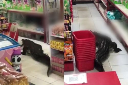 Người dân choáng váng khi phát hiện 'bóng đen' dài 3 mét trườn vào siêu thị