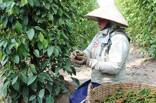 Xuất khẩu hạt tiêu vượt 1 tỷ USD