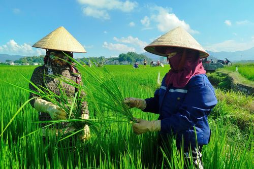 Hệ lụy tự ý sử dụng giống lúa ngoài cơ cấu
