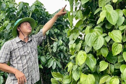 Trồng tiêu xanh trái vụ - một hướng đi mới