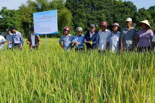 Mô hình sản xuất lúa chất lượng hữu cơ ở xã Vạn Đức cho lợi nhuận hơn 25 triệu đồng/ha