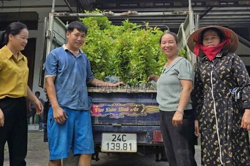Cấp phát cây giống và phân bón cho hộ dân tham gia dự án trồng rừng gỗ lớn