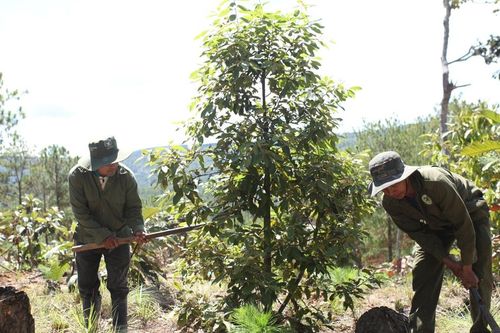 Ðẩy nhanh tiến độ trồng rừng