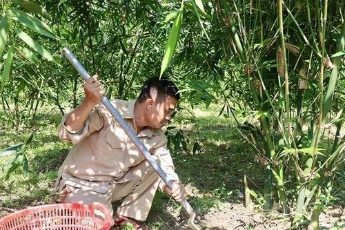 Độc đáo măng Lục Trúc
