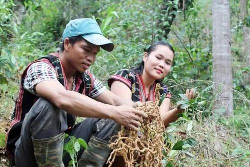 Đà Nẵng nhân rộng mô hình sinh kế hướng đến lâm nghiệp bền vững