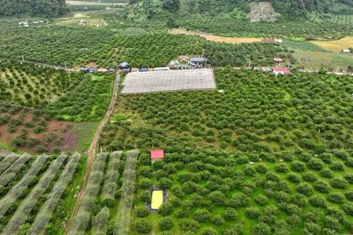 Thảo Nguyên phát triển nông nghiệp ứng dụng công nghệ cao