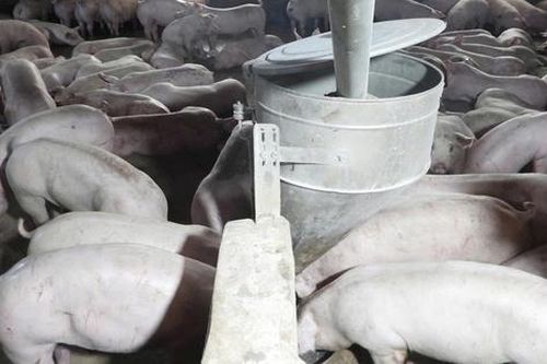 TP.HCM kiểm soát thịt lợn thế nào trước diễn biến phức tạp của dịch tả heo châu Phi?