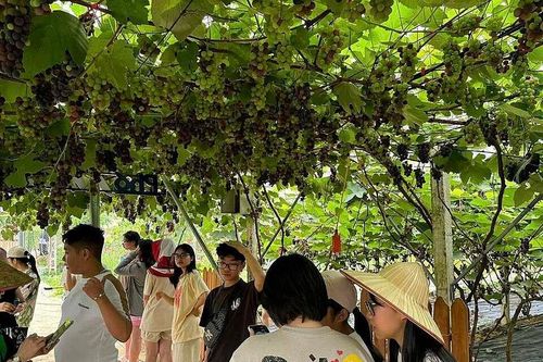 Phát triển nông nghiệp gắn với du lịch trải nghiệm giúp giảm nghèo bền vững