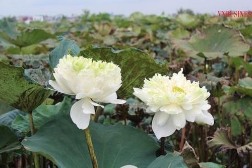 HTX Nông nghiệp Vũ Đoàn: Biến đầm hoang thành những mùa sen rực rỡ
