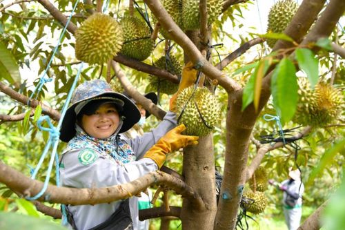 Công ty nông nghiệp của Thaco mua lại 2.400 tỷ đồng trái phiếu