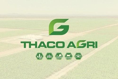 Thaco Agri tất toán sớm khoản nợ 2.400 tỷ đồng giữa lúc HAGL Agrico còn nợ nghìn tỷ