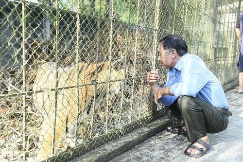 Số phận 9 con hổ nuôi trong trang trại suốt nhiều năm sẽ ra sao khi giấy phép nuôi nhốt hết hạn?