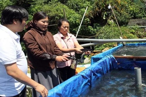 Lai Châu, người nuôi đổ nợ vì cá tầm mất giá
