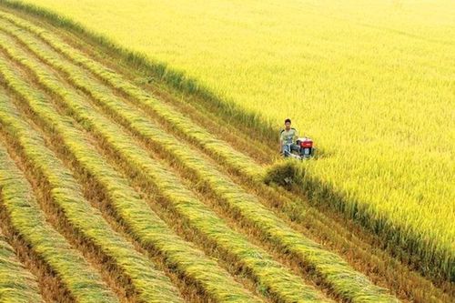 Bước đi mở ra hy vọng