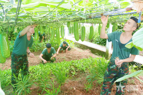 Tích cực chuẩn bị tham gia Hội thi 'Tiểu đoàn tăng gia sản xuất giỏi' cấp Quân khu năm 2025