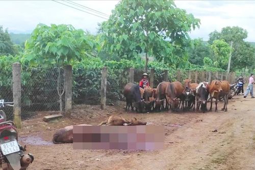 Xe tải mất thắng, tông chết 18 con bò