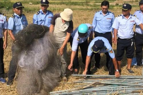Nguy hại từ nạn săn bắt chim yến: Nỗ lực bảo vệ nguồn tài nguyên quý giá
