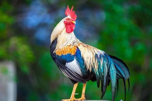 'Bạch Hổ tinh' ghé thăm tháng cô hồn, 4 con giáp dễ gặp rắc rối