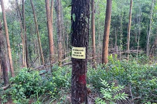 Rừng thông phòng hộ ở Huế bị kẻ gian khoan lỗ đổ thuốc độc