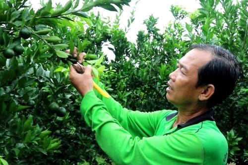 Nông dân Đồng bằng sông Cửu Long lao đao vì trái cây rớt giá