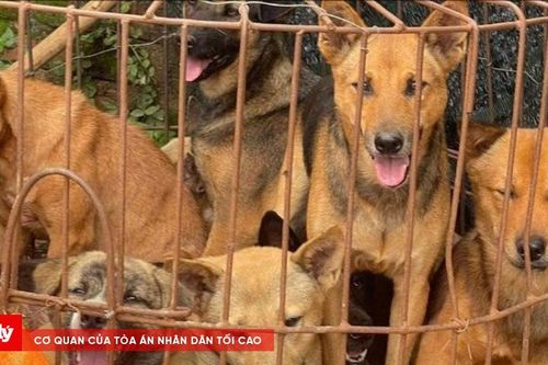 Dùng súng bắn điện tự chế và ớt cay đi trộm chó