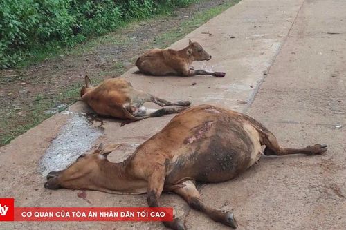 Xe tải mất lái tông chết 18 con bò, bồi thường hơn 300 triệu