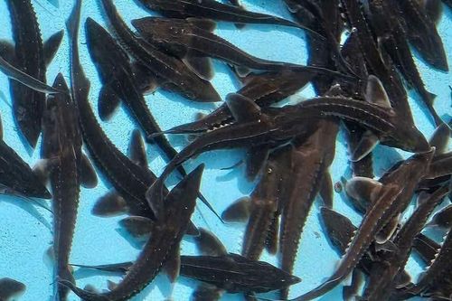 Cá tầm Trung Quốc giá rẻ ồ ạt đổ về, Lào Cai chỉ đạo loạt cơ quan vào cuộc