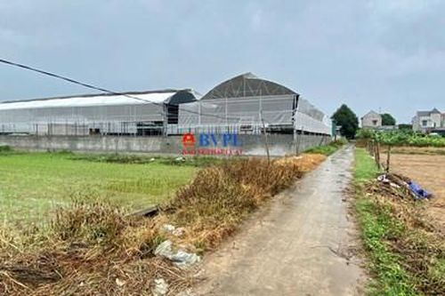 Bức xúc trước sự tồn tại của một trại nuôi bò 'sát vách' khu dân cư