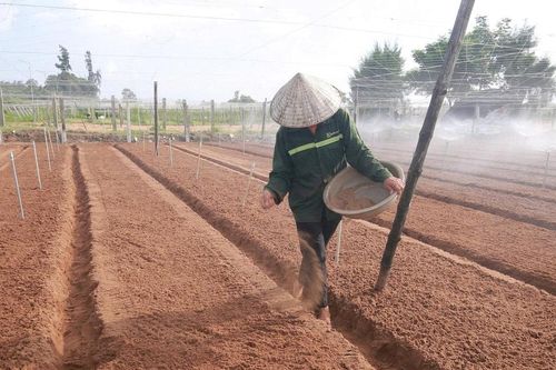 Nông dân Nghệ An khẩn trương khôi phục sản xuất rau màu sau ngập úng