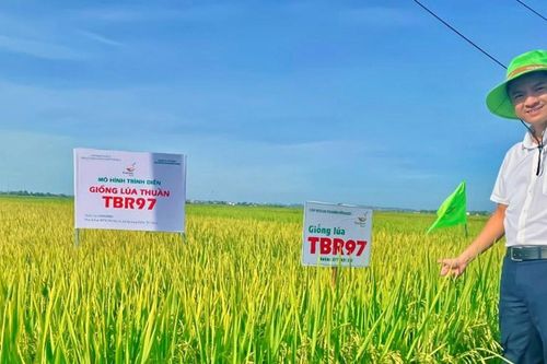 Giống lúa TBR97 viết nên kỳ tích trên đồng ruộng sau mưa bão
