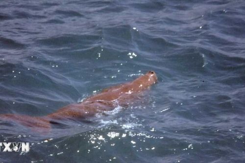 Bảo tồn quần thể Dugong tại vùng biển Côn Đảo
