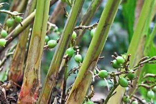 Loại hạt đắt đỏ bậc nhất thế giới, 2 triệu đồng/kg, ở Việt Nam trồng bạt ngàn