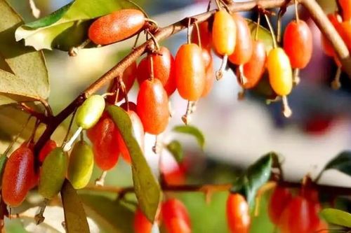 Quà vặt tuổi thơ của người Việt, nay bỗng hóa 'mỏ tiền'