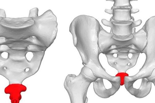 Tại sao con người không có đuôi nhưng vẫn có xương đuôi?