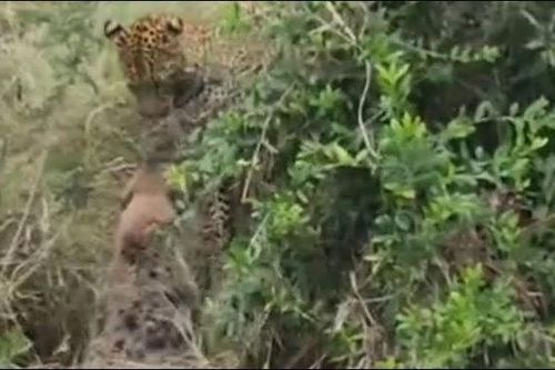 CLIP: Khoảnh khắc nghẹt thở trong cuộc tử chiến giữa báo hoa mai và linh cẩu