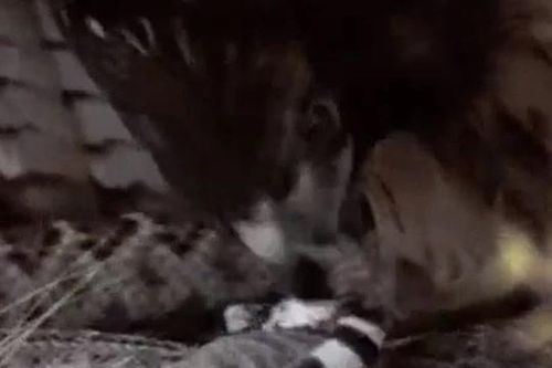 CLIP: Vừa săn được sóc đất, rắn đuôi chuông đã trở thành bữa ăn cho diều hâu
