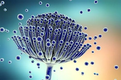 Phát hiện virus khiến nấm có thể gây hại cho người
