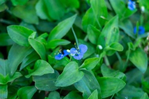 4 loại rau mọc ven đường bị chê là cỏ dại, hóa ra bổ dưỡng hơn cả thịt