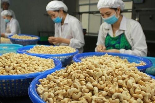 Kim ngạch xuất khẩu hạt điều tăng mạnh nhờ giá bán tăng cao