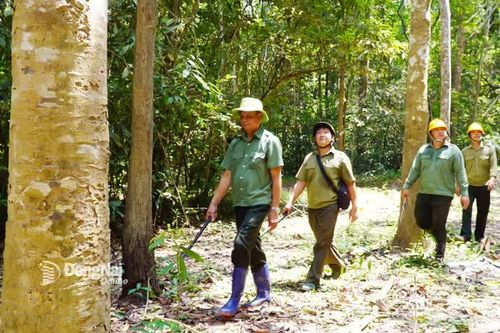 Nặng lòng với rừng xanh