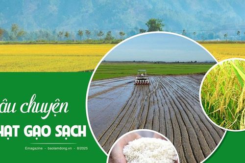 Câu chuyện về hạt gạo sạch