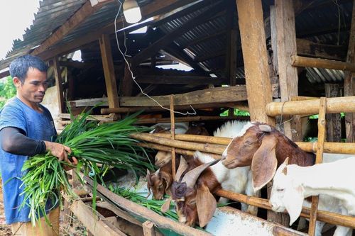 Hiệu quả mô hình nuôi dê sinh sản từ Chương trình 1719