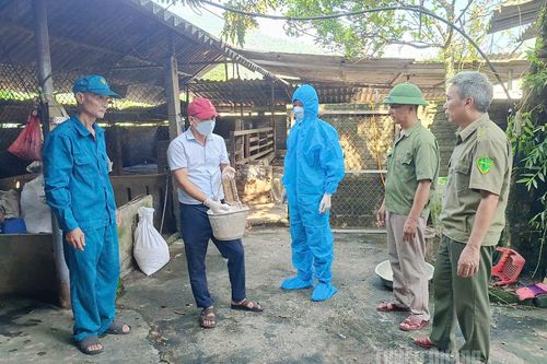 Quyết liệt ngăn chặn dịch tả lợn châu Phi lan rộng