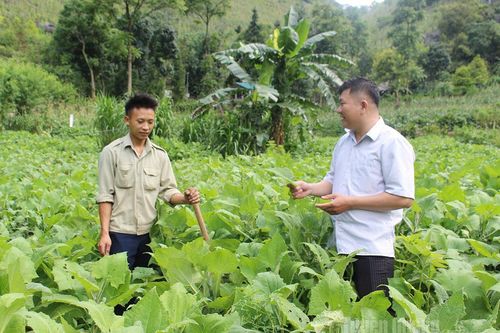 Chuyển đổi cây trồng, nâng cao thu nhập