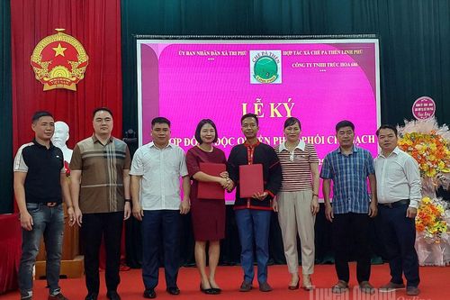 Hợp tác xã chè Pà Thẻn Linh Phú ký hợp đồng độc quyền với Công ty TNHH Trúc Hoa 686
