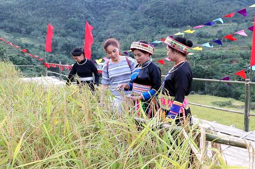 Gạo nếp Tài – Dẻo thơm từ nguồn cội
