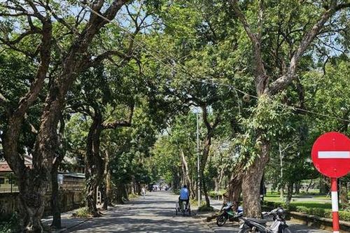 Huế: Rà soát cây xanh đô thị đảm bảo an toàn trước mùa mưa bão