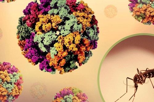Tăng cường giám sát dịch bệnh Chikungunya tại cửa khẩu quốc tế Nội Bài