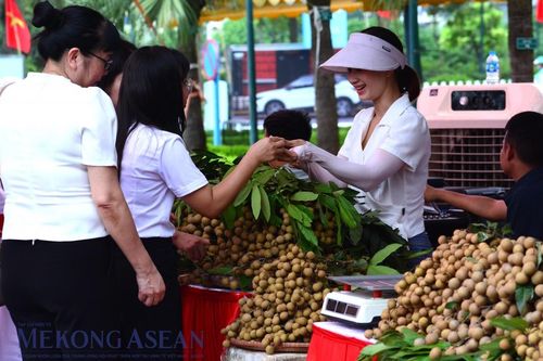 Nhãn lồng Hưng Yên sẽ được quảng bá tại Pháp trong tháng 10 tới