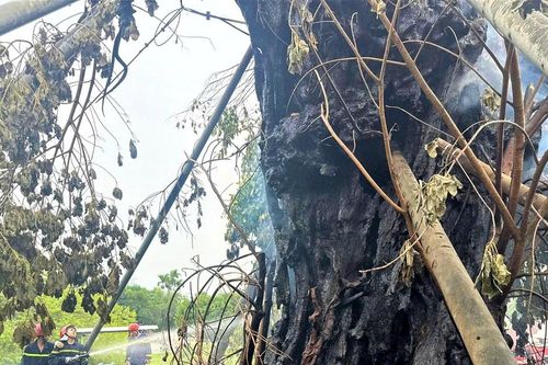 'Cụ đa' 200 tuổi trên núi Thiên Bút bất ngờ bốc cháy lớn